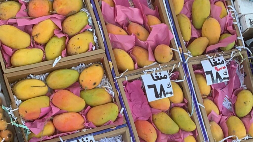 ضبط 12 طناً من المانغا المهرّبة من اليمن إلى لبنان ضبط 12 طناً من المانغا المهرّبة من اليمن إلى لبنان