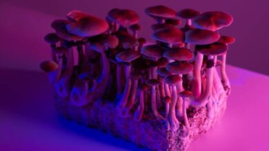 Magic Mushroom drogs مخدرات