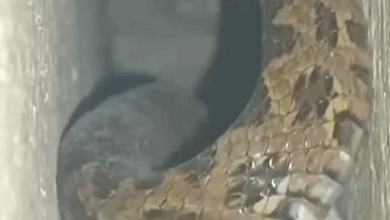العثور على أفعى كبيرة داخل منزل في منطقة وادي خالد في عكار!