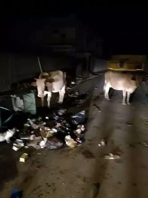 مواطنون وشهود عيان في غزة: أكثر من 200 بقرة عبرت الحدود من مستوطنات غلاف غزة نحو القطاع جراء الحرائق المشتعلة في تلك المنطقة أكثر من 200 بقرة عبرت الحدود من مستوطنات غلاف غزة نحو القطاع جراء الحرائق المشتعلة في تلك المنطقة
